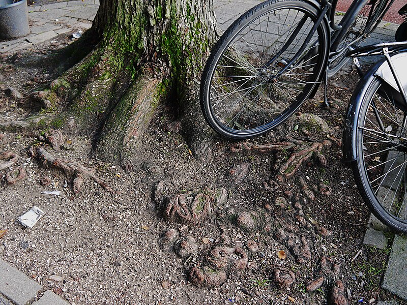 File:Tree trunk and its roots in the street of city Amsterdam, photo 2021, Fons Heijnsbroek.jpg