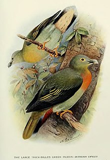 <span class="mw-page-title-main">Large green pigeon</span> Species of bird