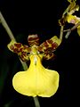 Trichocentrum splendidum flower