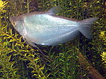 Trichogaster microlepis.jpg