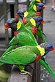 Rainbow lorikeets in KL Bird Park