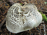 Tricholoma pardinum 112561 cropped.jpg