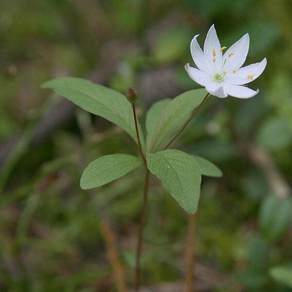 File:Trientalis europaea metsätähti.jpg