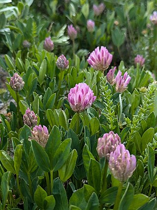 <i>Trifolium parryi</i> Plant species in the clover genus