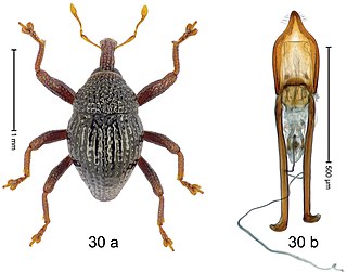 <i>Trigonopterus idefix</i> Species of beetle