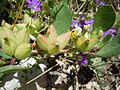 in Greece in association with Campanula drabifolia