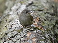 Juvenile; Hickory Grove, Cary, Illinois