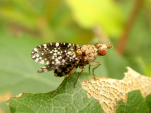 Trypetoptera punctulata