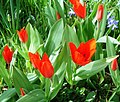 Wildtulpe