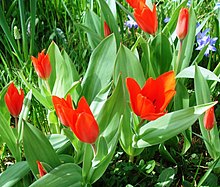 Wild tulips survive, multiply and grow wild without human influence. Tulipa - Wildtulpe.jpg