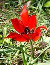 Tulipa agenensis001c.JPG