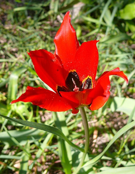 File:Tulipa agenensis001c.JPG