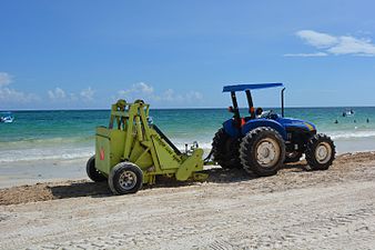 Nettoyage de plage à Tulum