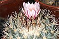 Turbinicarpus saueri