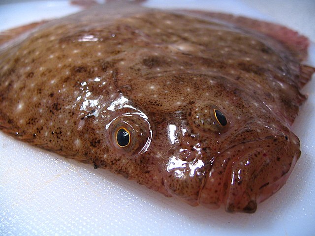 Flounder - Wikipedia