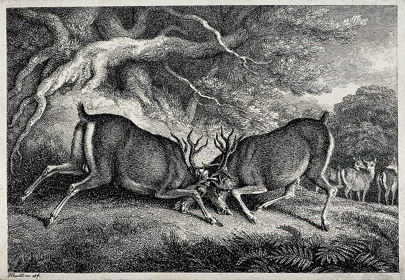 File:Two red deer stags fighting. Etching by W-S Howitt, ca 1798. Wellcome V0021537.jpg