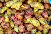 Ulluco tubers (Ullucus tuberosus) for sale in southern Peru Ullucus tuberosus (South Peru).jpg