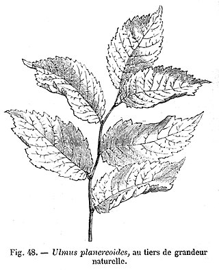 <i>Ulmus</i> Planeroides Elm cultivar