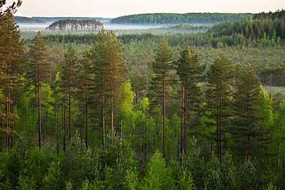 Hutan di Cagar Alam Meenikunno, Estonia.