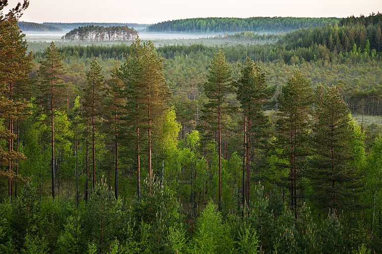 Лесной массив в природном парке Мееникунно