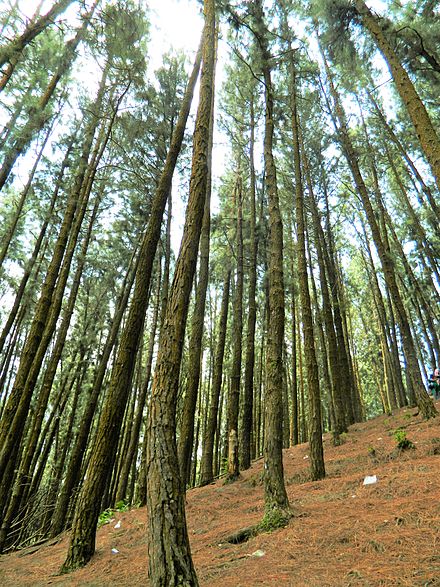 Pine forest in Vagamon