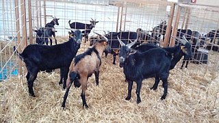 <span class="mw-page-title-main">Verata goat</span> Spanish breed of goat