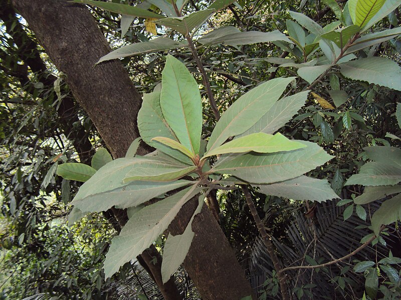 File:Vernonia arborea 16.JPG