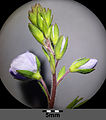 Veronica chamaedrys subsp. chamaedrys sl9.jpg