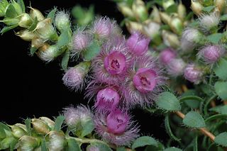 <i>Verticordia blepharophylla</i> Species of flowering plant