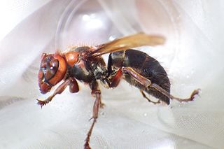 <i>Vespa dybowskii</i> Species of hornet