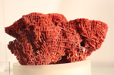 Скелет коралла. Тубипора коралл. Organ Pipe Coral. Коралл органной трубы. Трубчатые кораллы.