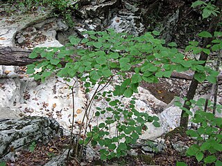 <i>Viburnum bracteatum</i> Species of flowering plant