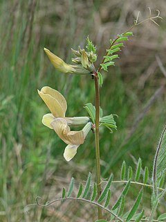 <i>Vicia grandiflora</i> Species of plant