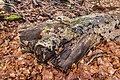 Vierhouterbos (Staatsbosbeheer). Natuurbos bij Vierhouten. Dode bomen worden niet meer verwijderd.