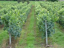 Storia del vino - Wikipedia