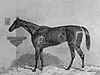 Virago, British racehorse. Engraving appeared in Baily's Magazine 1854. From painting by Harry Hall (1814-1882).