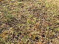 Miniatuur voor Bestand:Vogelpootje-associatie (Ornithopodo-Corynephoretum) in de Tongerense Heide.jpg