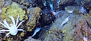 Приземистые лобстеры и креветки Alvinocarididae на гидротермальном поле фон Дамм выживают благодаря измененному химическому составу воды.