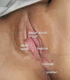 Vulva labeled - pam.jpg