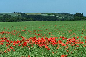 The Leichberg from the east (view from Wangenheim)