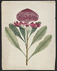 Wa-ra-ta (Telopea speciosissima), 1789?