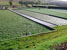 Water Cress Beds, a general view of the Lower Magiston water cress beds near Sydling St Nicholas. Water flows down the valley through the cress which is grown on beds of gravel. Water Cress Beds - geograph.org.uk - 723261.jpg