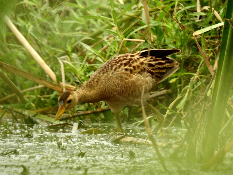 File:Watercock Gallicrex cinerea Female by Dr Raju Kasambe DSCN5823 (9).jpg