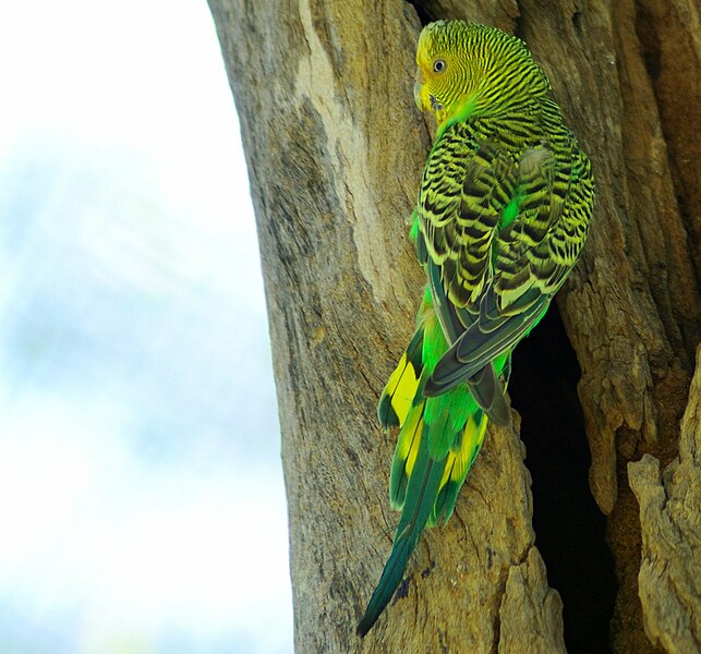 File:Wellensittich wild aus australien.jpg