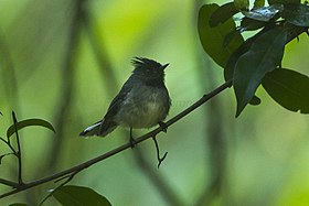 White-tailed Crested-Flycatcher - Malawi S4E4165.jpg