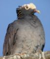 White Crowned Pigeon