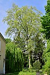 Oriental plane tree (Platanus orientalis)