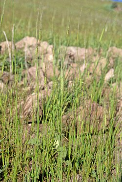 Triticum - Wikipedia, la enciclopedia libre