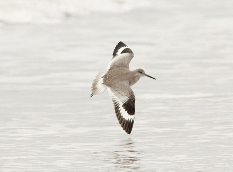 File:Willet (Western), Huntington Beach SP, SC, 22 December 2014 (16093821041).jpg