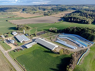 <span class="mw-page-title-main">Wisconsin dairy industry</span> Overview of the milk producing industry in Wisconsin